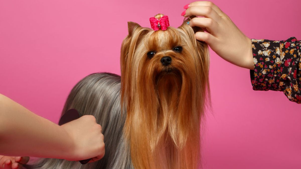 Quels outils employer pour s&rsquo;occuper des poils de son chien ?